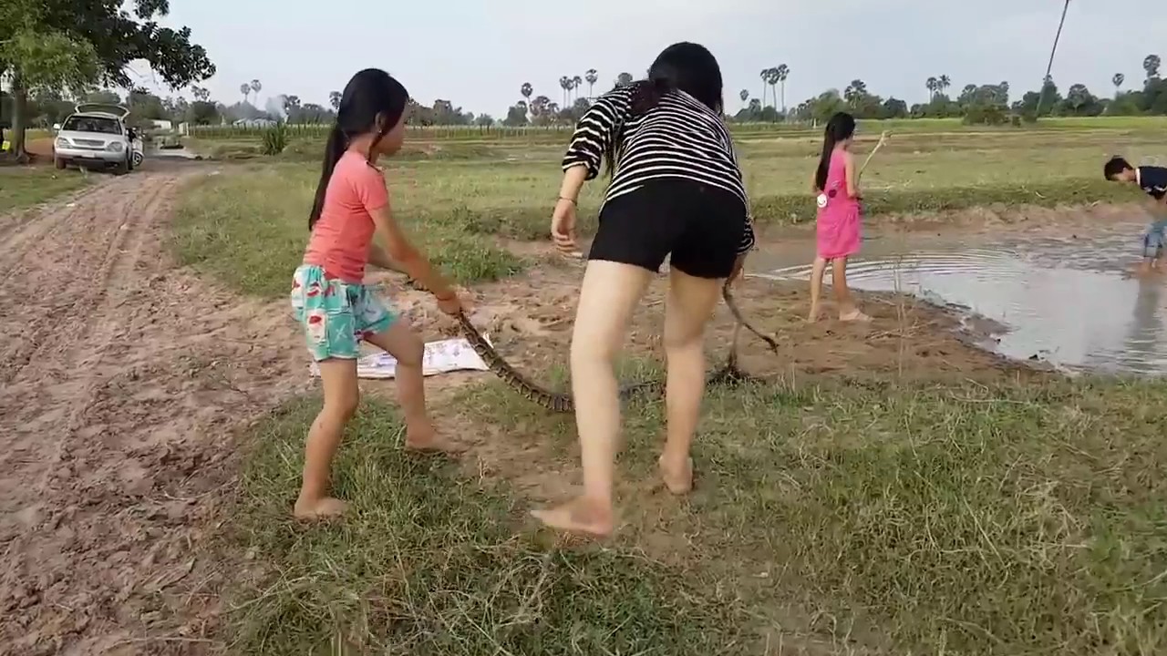 AMAZING Net Fishing - Net Fishing using the Pit at Siem Reap - Cambodia Traditional Fishing #1