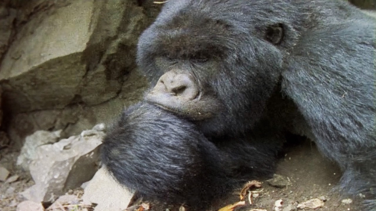 This Gorilla Story Took SEVEN Years To Capture (Animal Documentary)