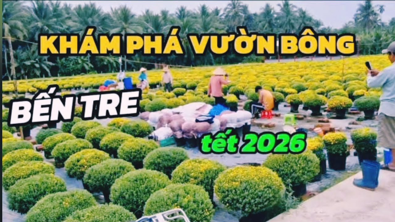 KHÁM PHÁ VƯỜN BÔNG BẾN TRE NHÀ VƯỜN TẤP NẬP LÀM HOA BÁN TẾT 2026