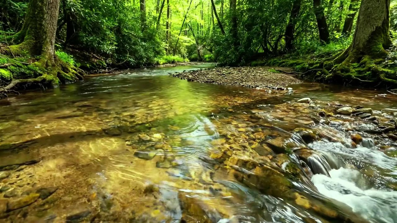 Gently Flowing Stream in Green Forest, Birds Singing and Nature Sounds, Relaxing White Noise ASMR