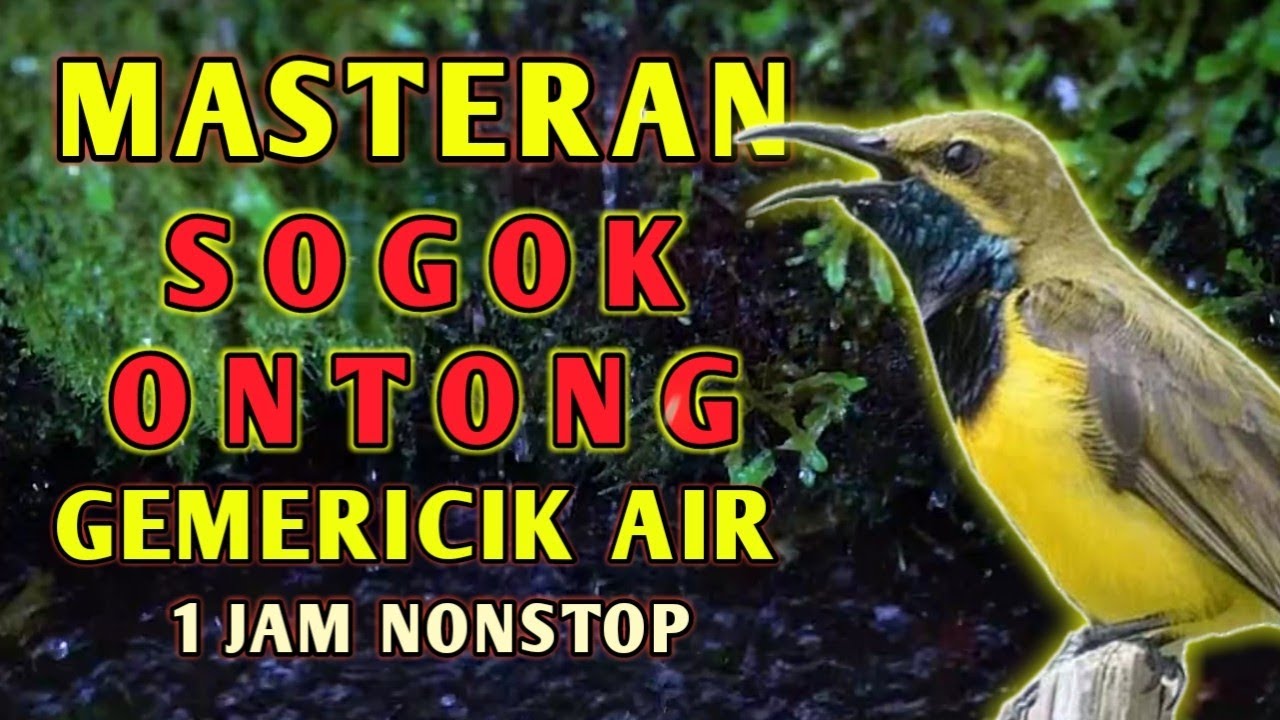 Masteran Suara Burung Sogok Ontong SOGON Dengan Gemericik air untuk Terapi Dan Pancingan