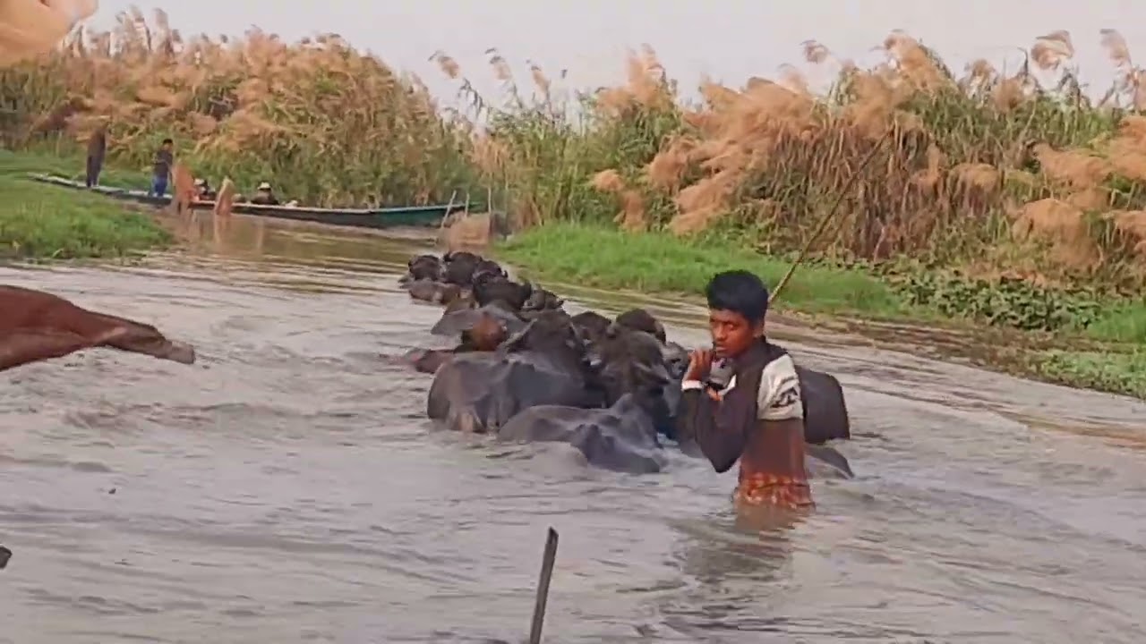 মঙ্গলাজোড়ি নদীতে মহিষের পাল নিয়ে রাখল ছেলে