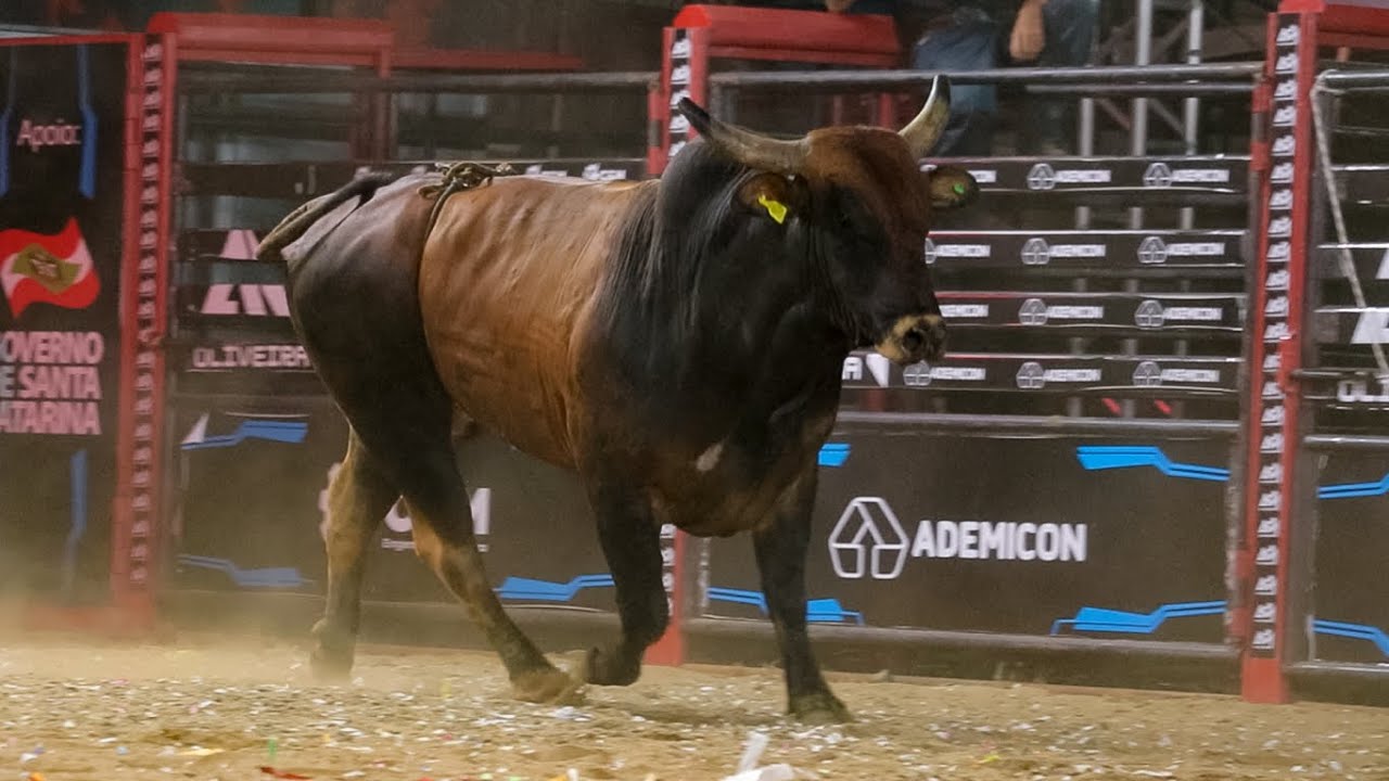 DISPUTA FINAL em TOUROS | Rodeio de TRÊS BARRAS-SC 2026