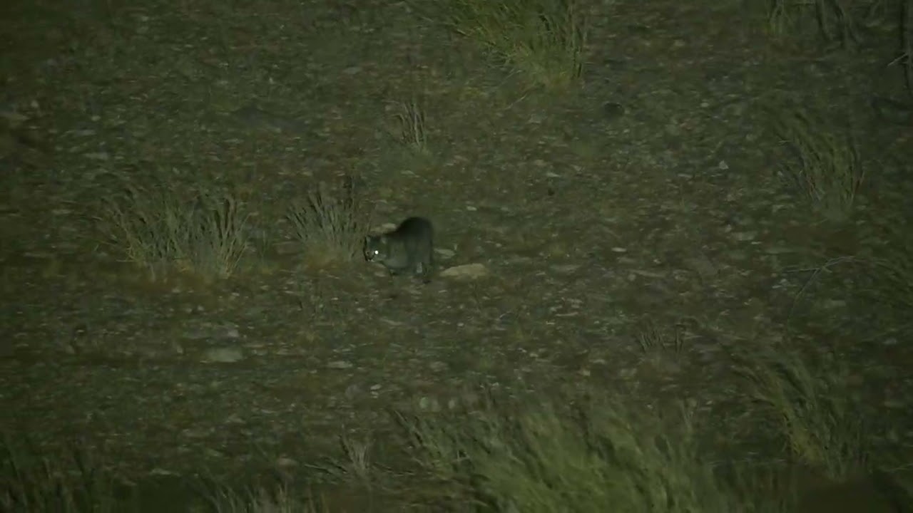 My Big Cat Year - Afro-asiatic Wild Cat at Aousserd Road, Western Sahara