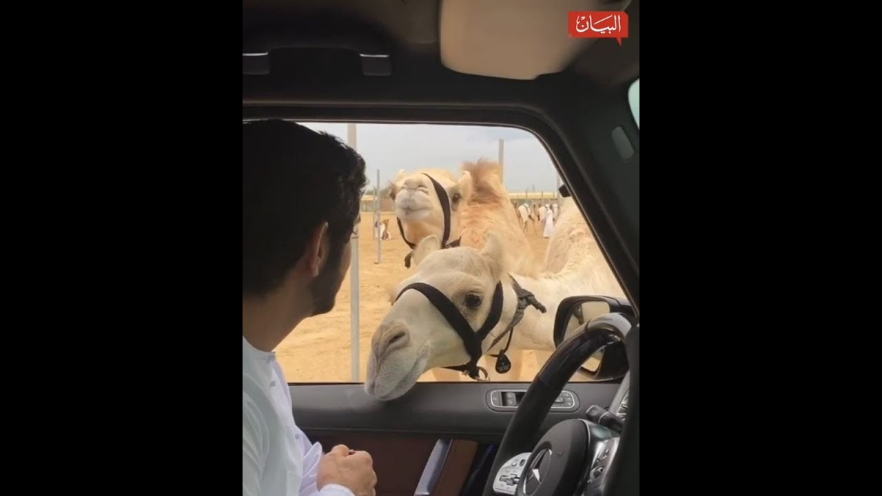 حمدان بن محمد يكافئ الجملين 