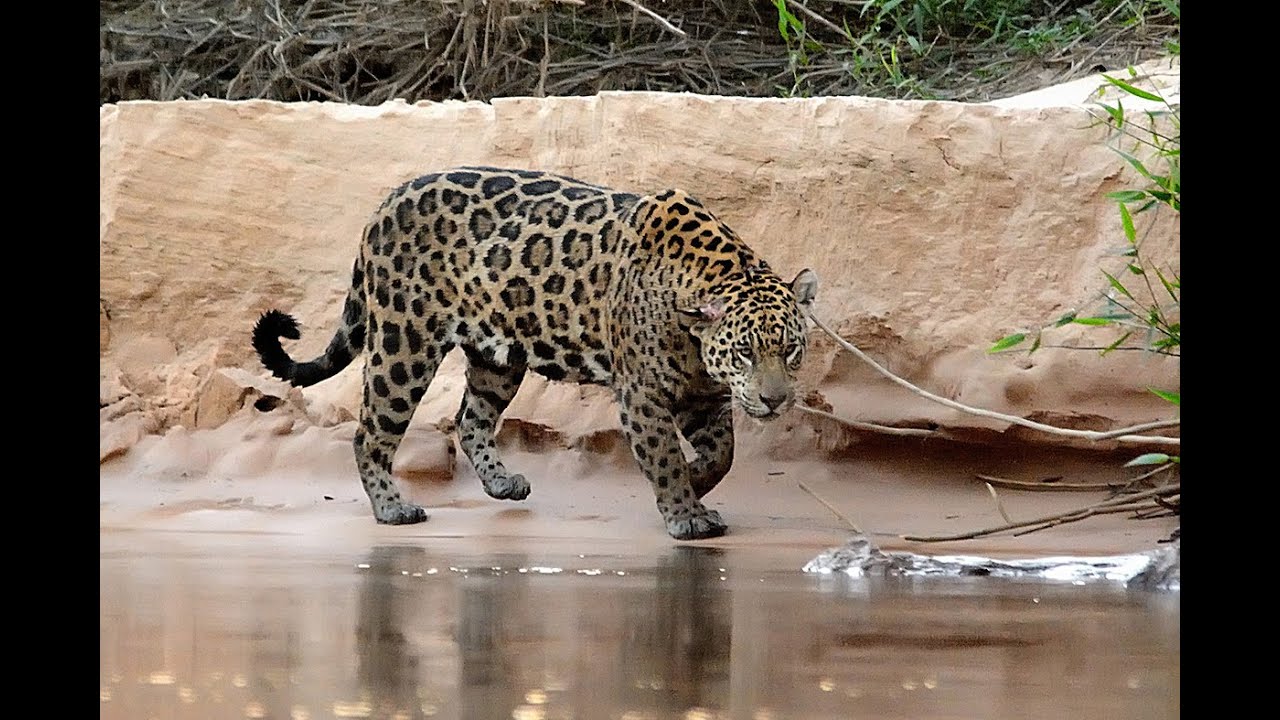 Travesías Fotográficas al Pantanal : En busca del Jaguar o Yaguarete