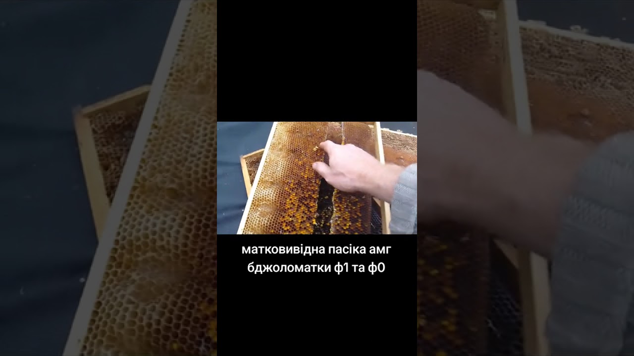 Як ми збираємо пергу на пасіці екстенсивна технологія збору перги 
