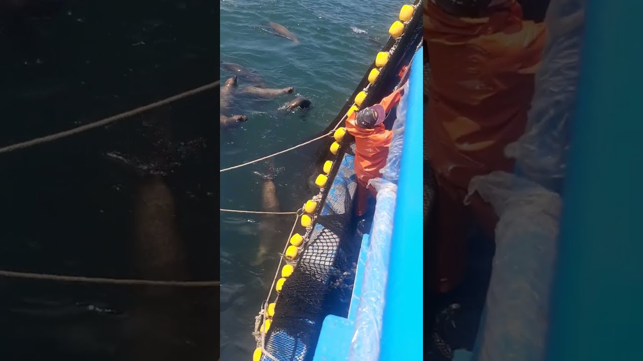 EP SEGUNDO HUACHO - Pesca de Bonito