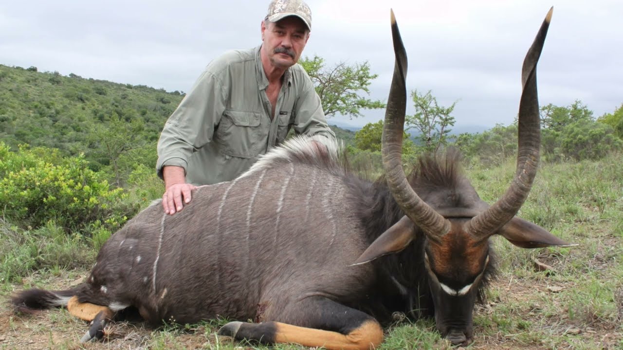 Hunting Nyala in South Africa