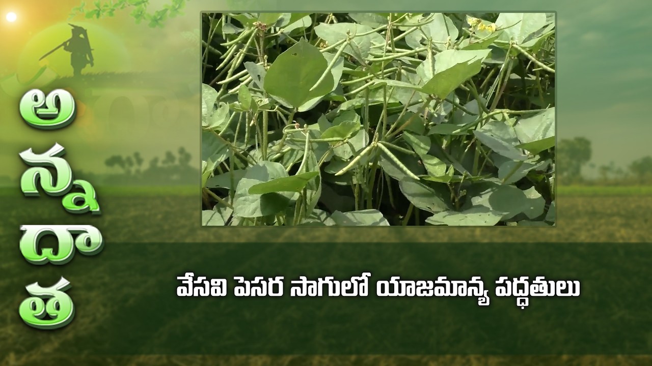 Green gram farmimg in summer | వేసవి పెసర సాగులో యాజమాన్య పద్ధతులు | ETV