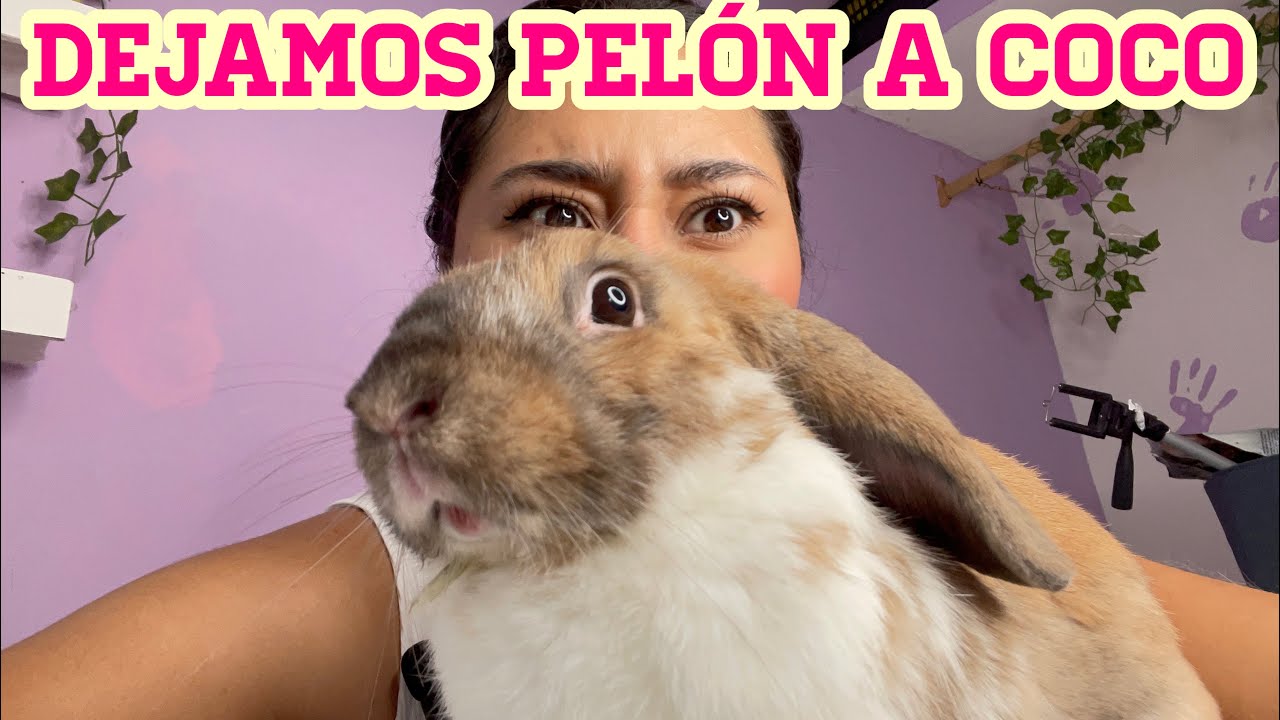 Le corto todo el pelo a mi conejo