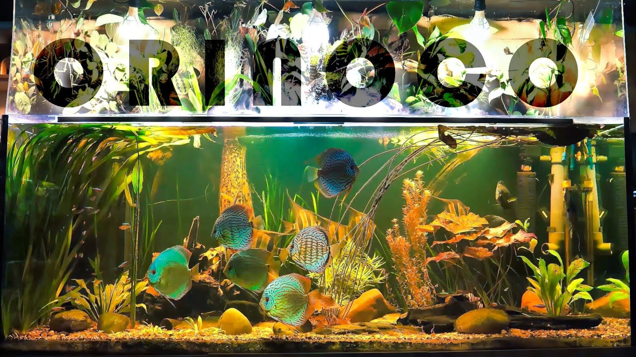 Entspannung am Orinoco | NordicMoor | [11/2025]