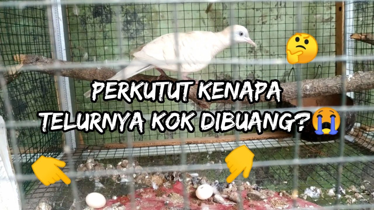 kenapa perkutut buang telor?