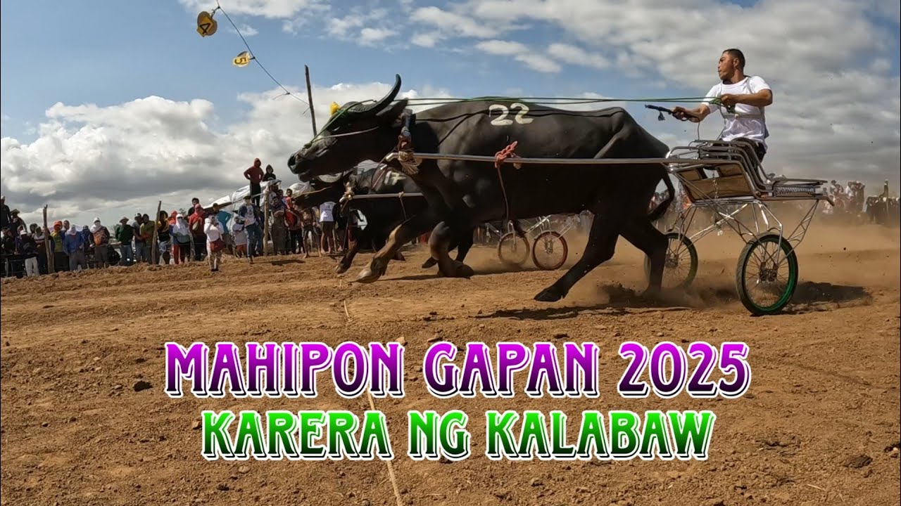 Mahipon gapan elimination karera ng kalabaw 2025