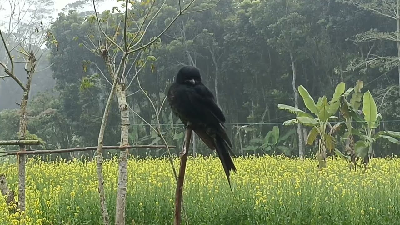 What a beautiful animal bird video to watch videos of beautiful animals animal birds