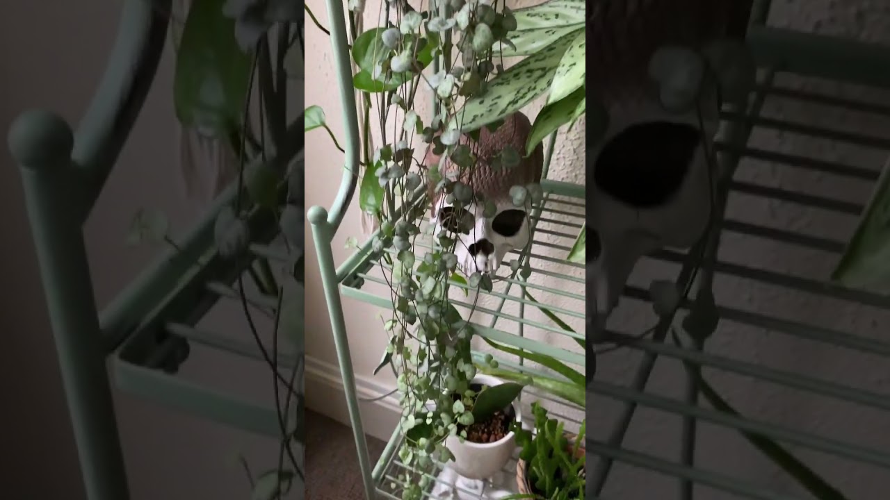 Indoor plant tour | Houseplant tour #indoorplanttour #houseplants #indoorjungle #indoorgardening