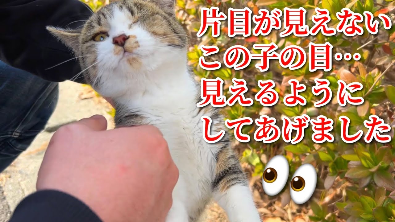 片目が見えない猫の目を見えるようにしてあげた結果…