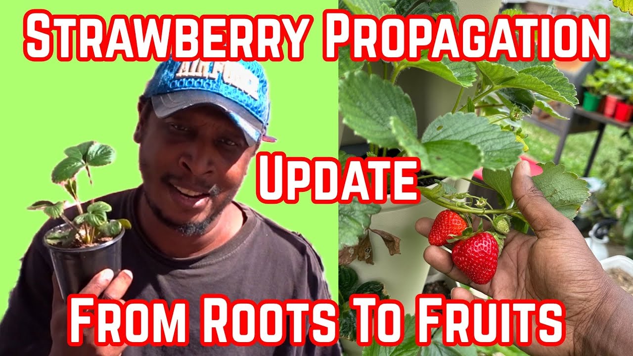 🍓От корней к плодам: новости о размножении клубники — сентябрь 2025 г.🍓