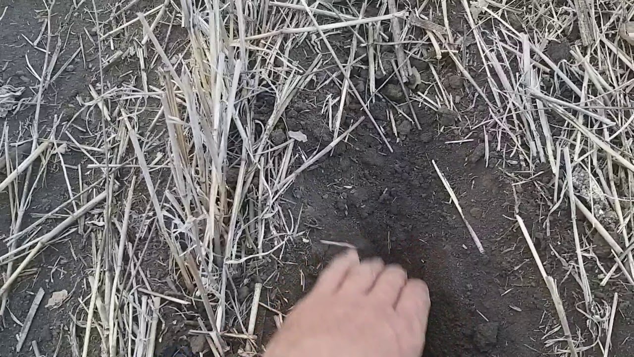 Сеем подсолнечник новым анкером на сз2.1