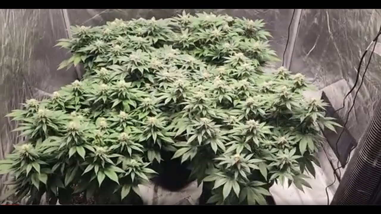 Purple Frost Giant Beginning of Week 6 flower