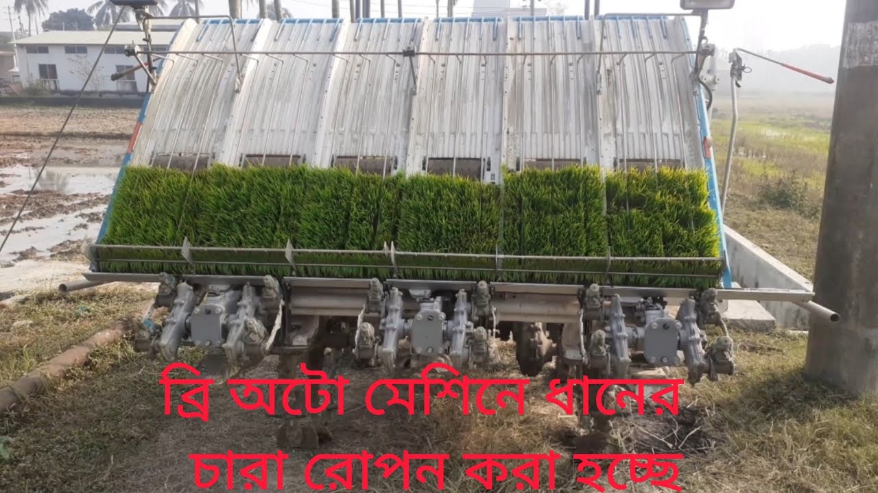 অটো মেশিনের সাহায্যে ধানের চারা রোপণ করা হচ্ছে | ধানের চারা রোপণ মেশিন | Boro Dhan field |#borodhan