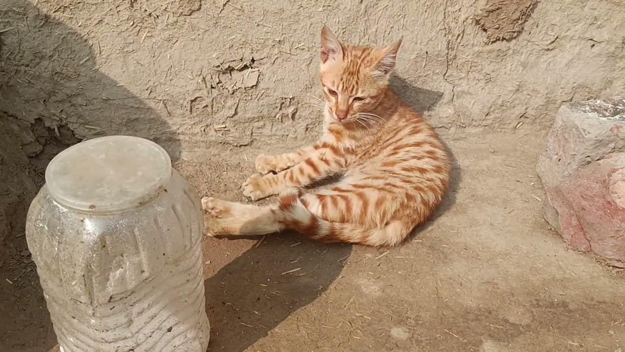 The cat and her kittens like to sleep during the afternoon. #vlog#sunset#home#vibe