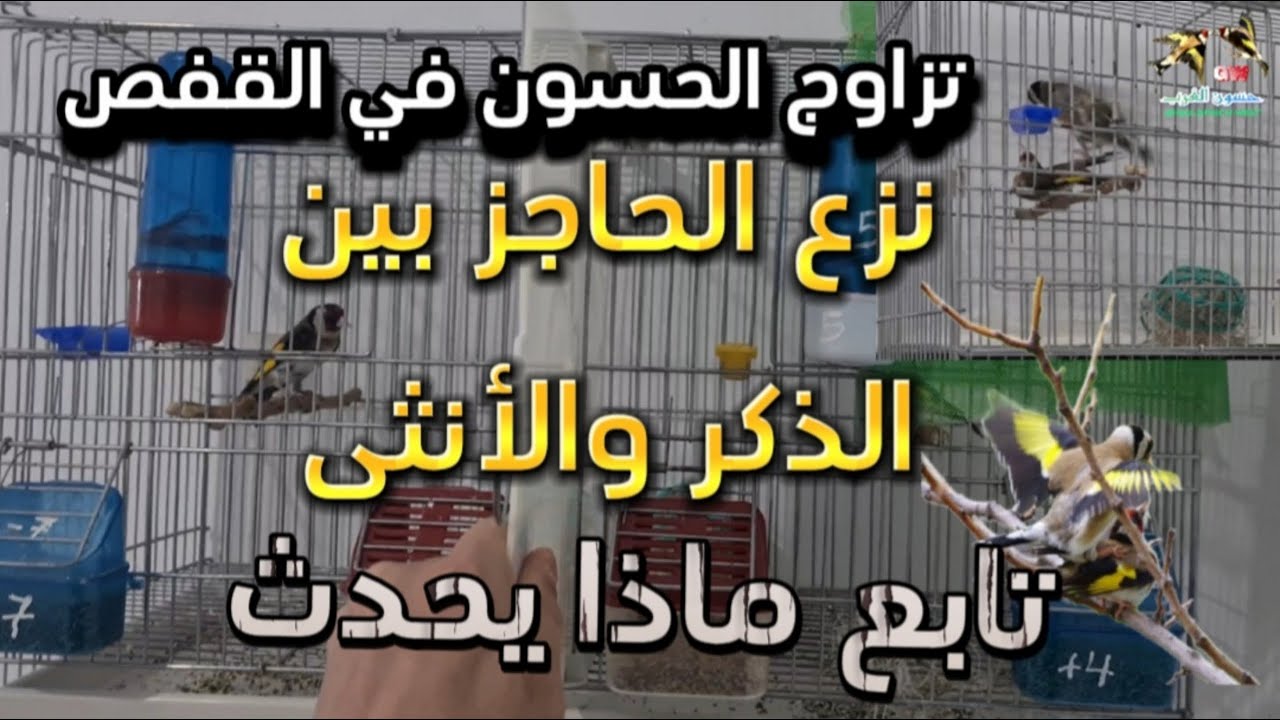 تزاوج الحسون في القفص | بعد نزع الحاجز | شاهد ماذا حدث! |  #birds #الحسون #goldfinch #مقنين