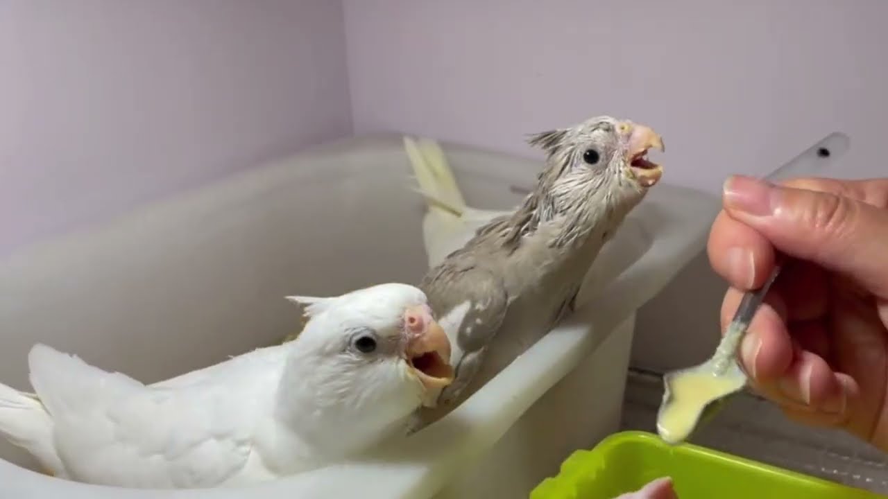 A Day With My Baby Cockatiels. So Many Hungry Beaks.