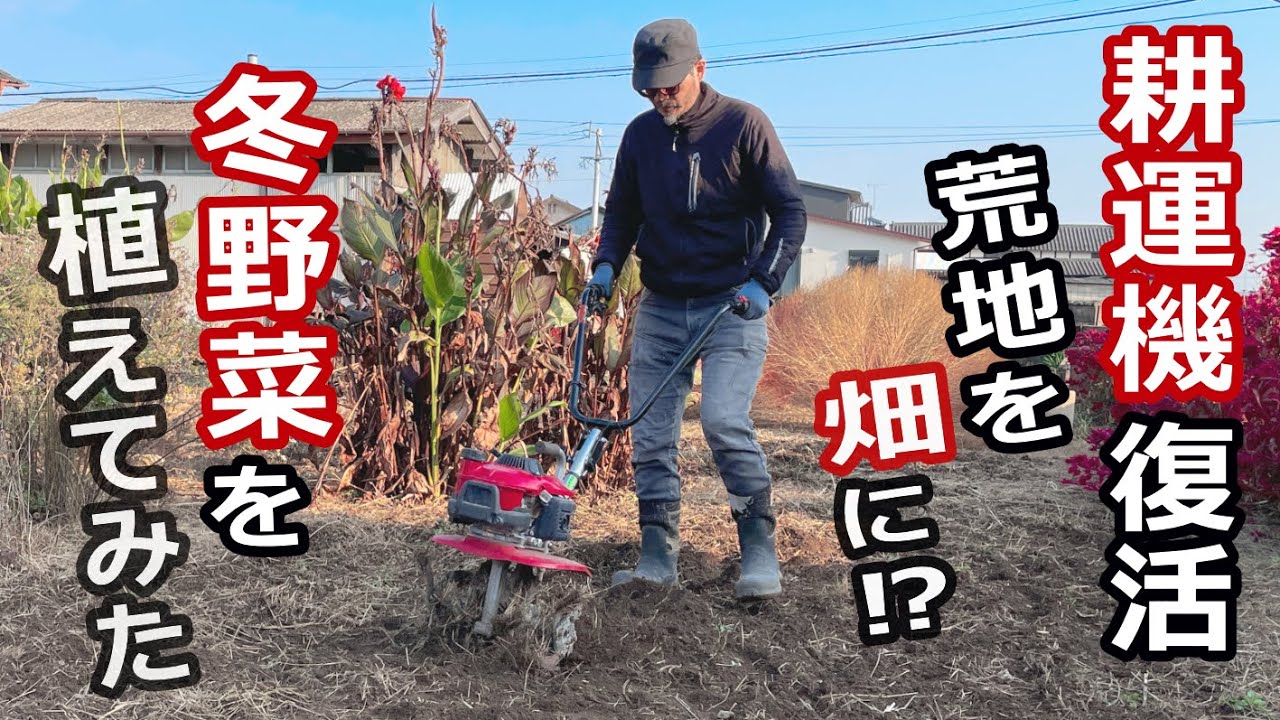 【雑草には勝てない!?】人力では無理だった庭…ついに耕運機で耕して冬野菜を植えてみた！【マッドマックス～怒りの畑仕事】