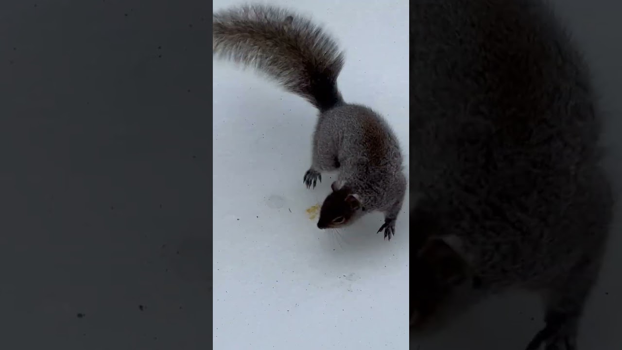 اليوم الجو بارد ومثلج 🥶 والحيونات تبحث عن الطعام 😔 🇺🇸 