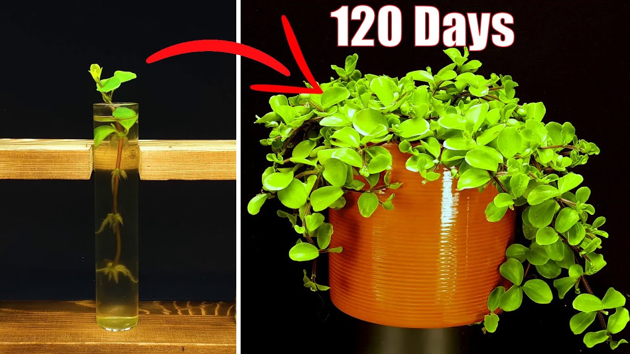 Growing peperomia from cuttings - 120 days time lapse #greentimelapse #gtl #timelapse