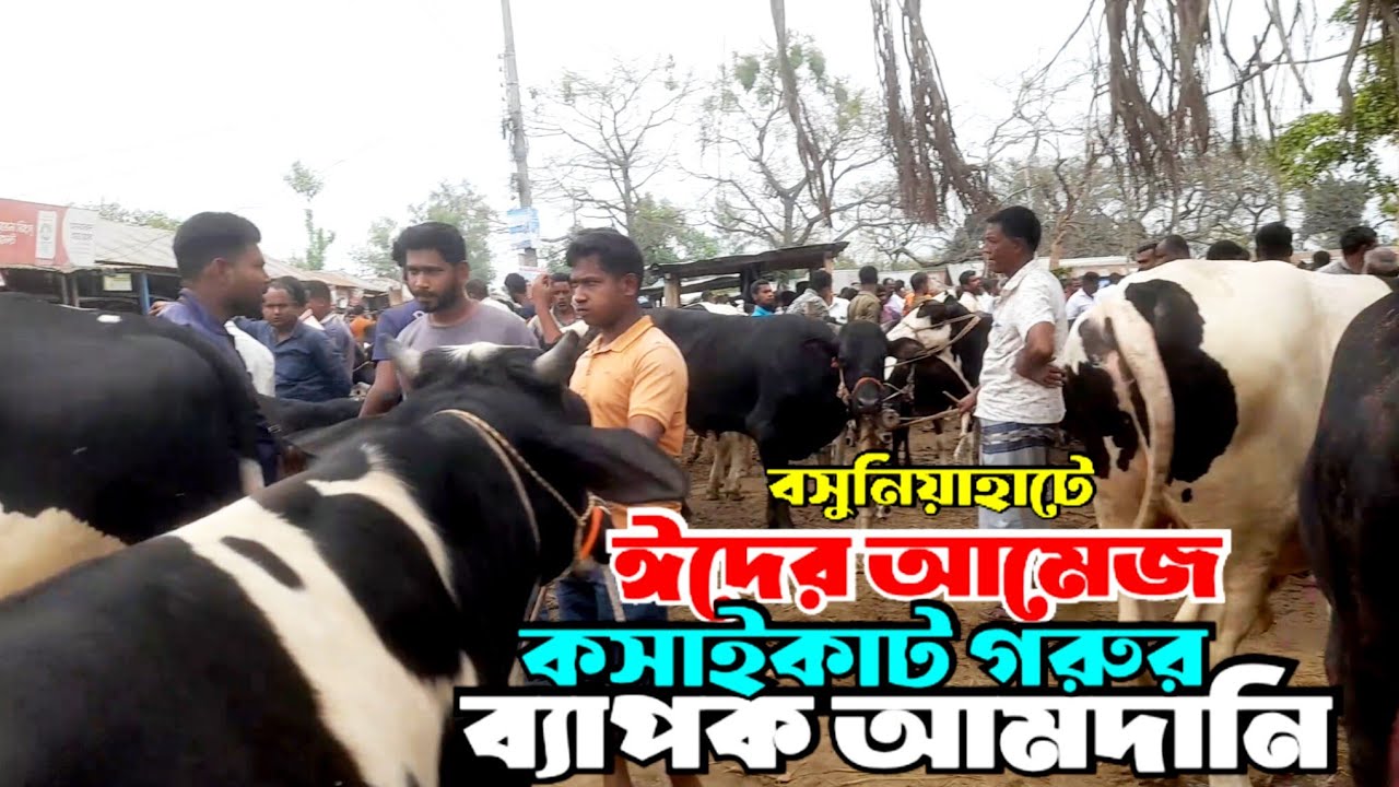 March 13, 2026 ||@বসুনিয়া হাটে যেন ঈদের আমেজ | কসাইকাট গরুর ব‍্যাপক আমদানি | Bigbull price