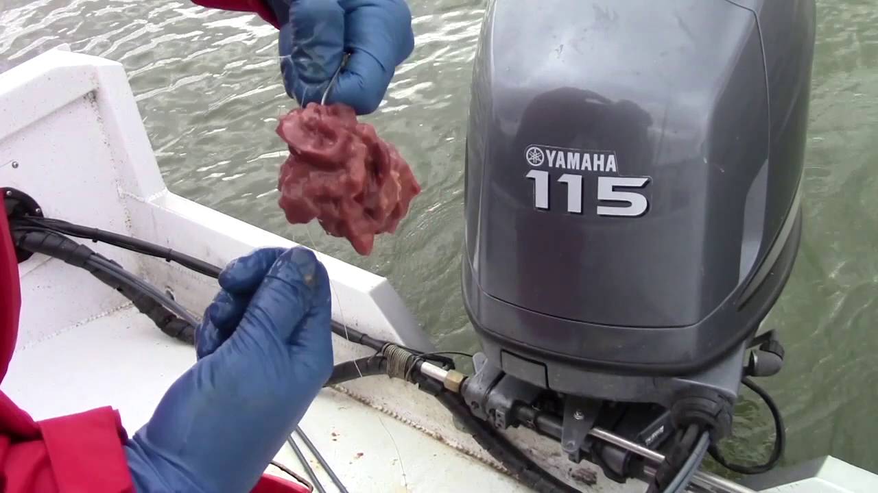Chicken Liver Striper Bait Rigging