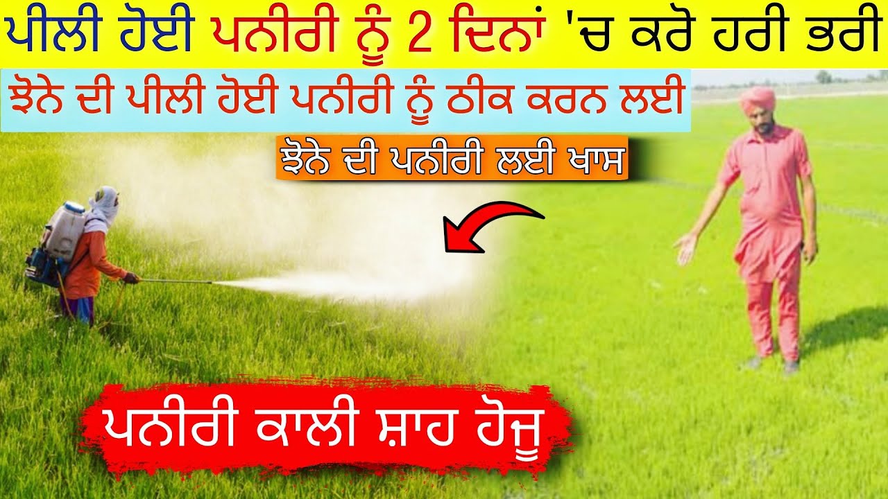 ਝੋਨੇ ਦੀ ਪਨੀਰੀ ਪੀਲੀ ਪੈਣ ਦੇ ਕਾਰਨ ਤੇ ਇਲਾਜ | paddy nursery yellowing problem solve