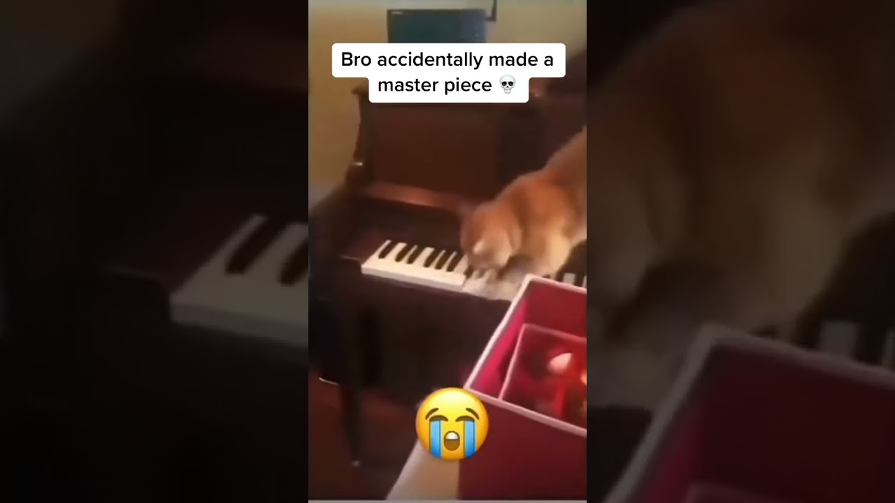 Cat plays the piano and accidentally makes a masterpiece 😔 #cat #piano #scardeycat #funny #shorts