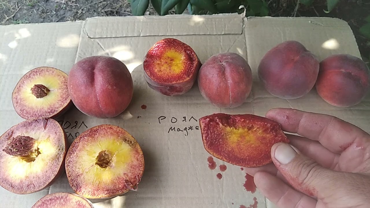 Персики- Роял ( Глорі , Маджестік , Лі).