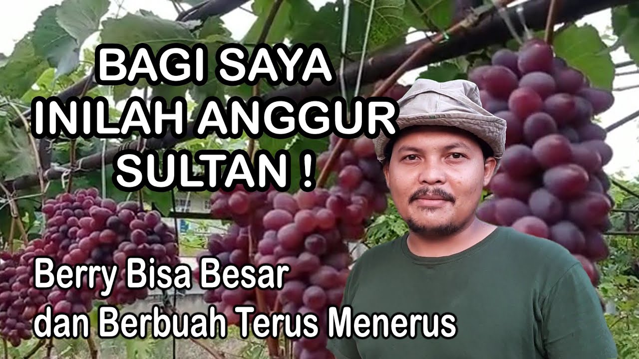 Anggur Jupiter - Berry nya bisa besar! Berbuah Lebat terus menerus susul menyusul!