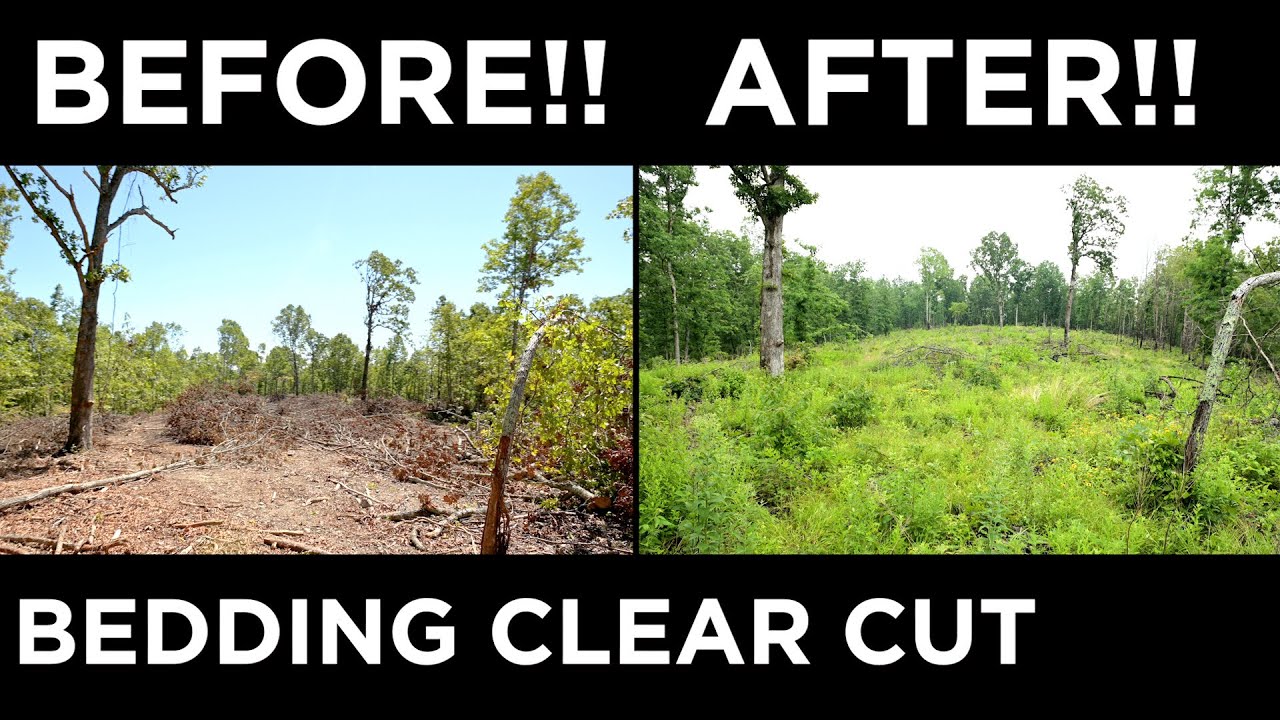 INCREDIBLE TRANSFORMATION!! | 2 Year Bedding Clear Cut Revisit
