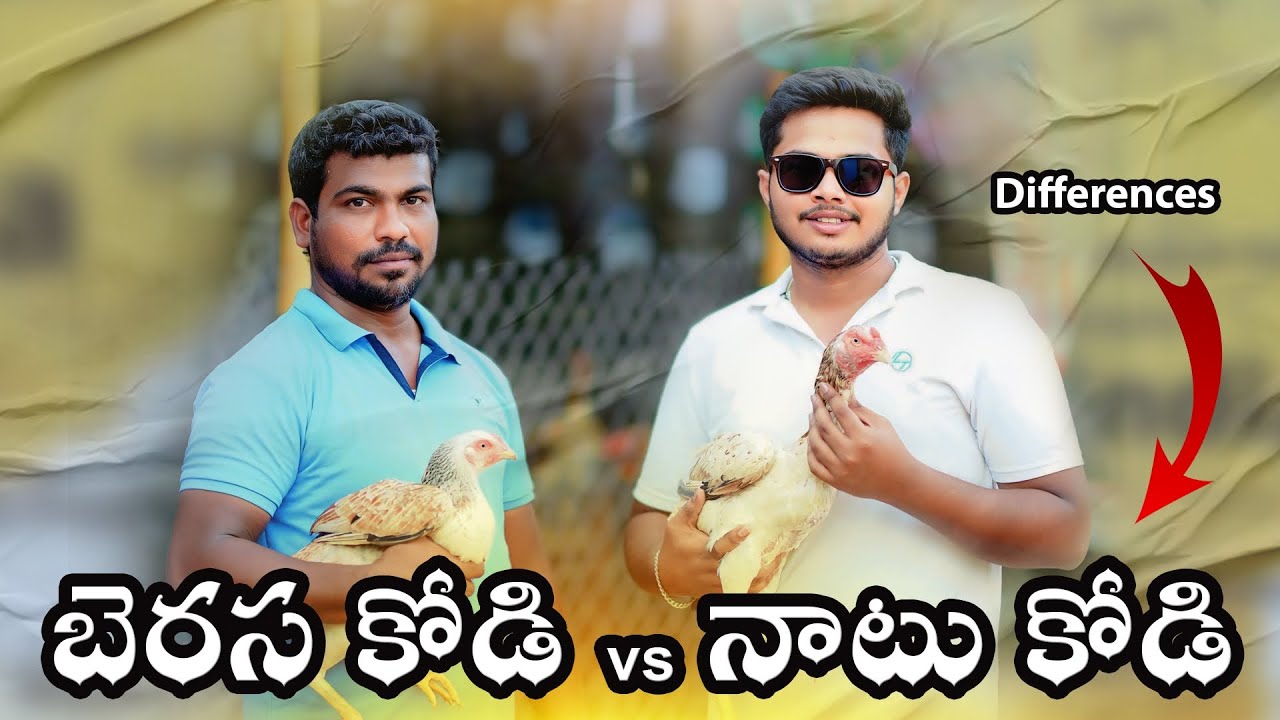 Berasa Kodi vs Naatu Kodi Differences in Telugu | Aseel Farm Vlog