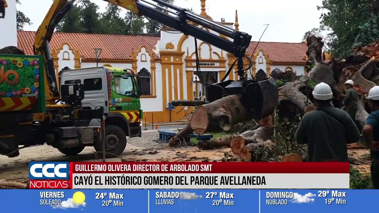 05 Cayó el histórico gomero del Parque Avellaneda