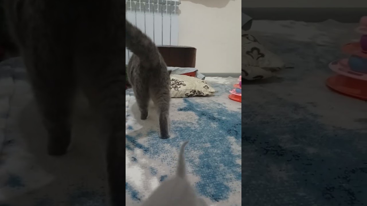 Сегодня 20 дней котикам и наша первая вылазка на прогулку соревнования кто быстрее шустрые и громче