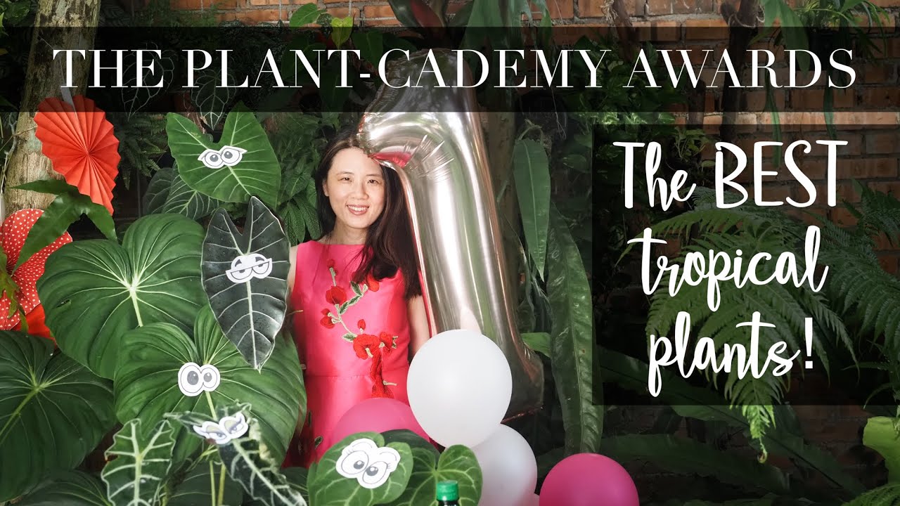Best AWARD-WINNING Tropical plants! (in my garden)