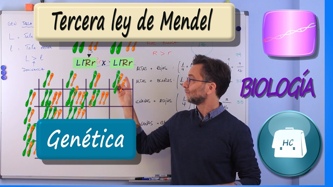 Tercera Ley de Mendel : Transmisión independiente de los caracteres.