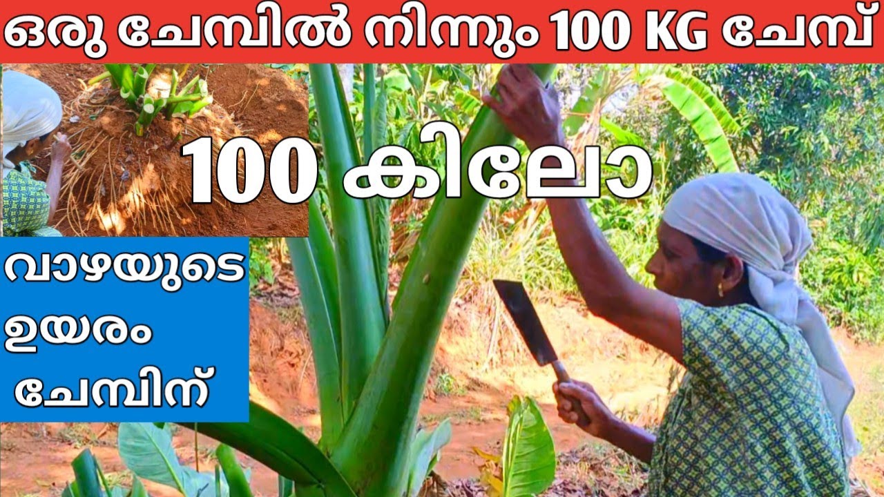 വീടിന് മുകളിൽ വളർന്ന ചേമ്പ് വെട്ടി മാറ്റി..100 KG, surprise 🙄#achayanarmyfamily