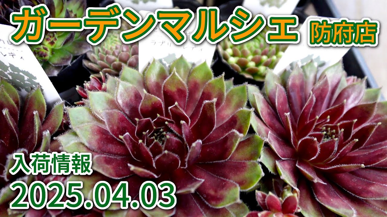 2025年4月3日 ガーデンマルシェ防府店 今週の入荷情報
