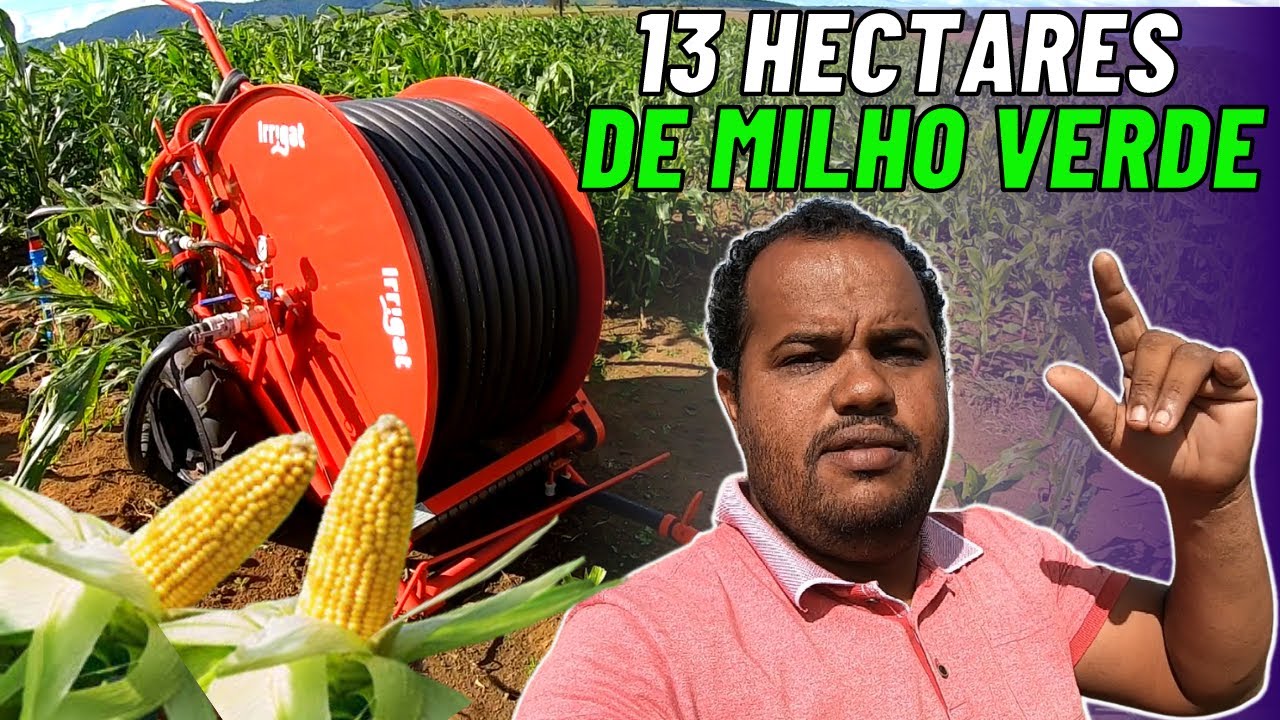 EXCELENTE NEGÓCIO! MUITO LUCRATIVO | Venda de espigas de milho verde!