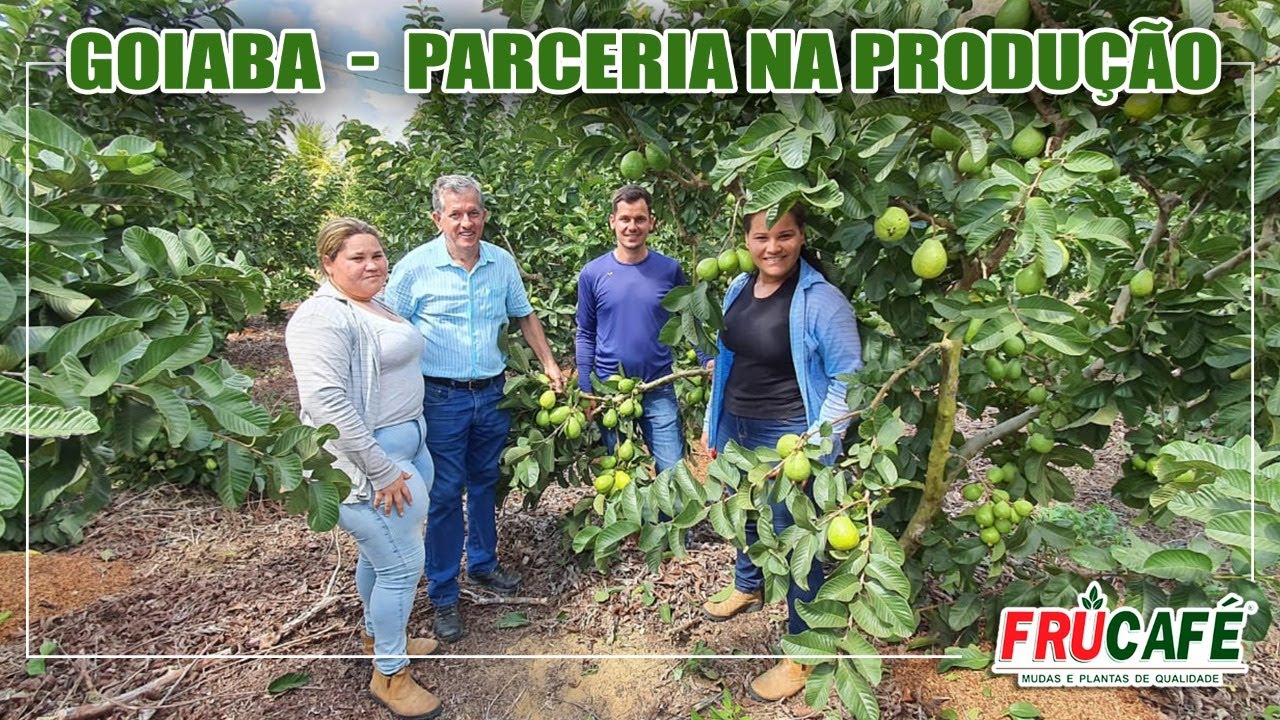 Como Fazer uma Parceria de Sucesso na Produção de Goiaba?