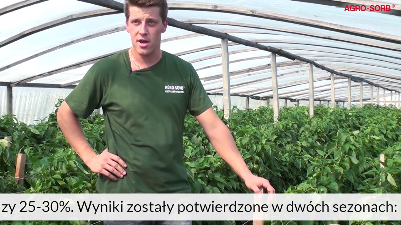 Aminokwasy i papryka w uprawie pod osłonami 1 - AgroSorb Radiculum - PolskieAminokwasy.pl