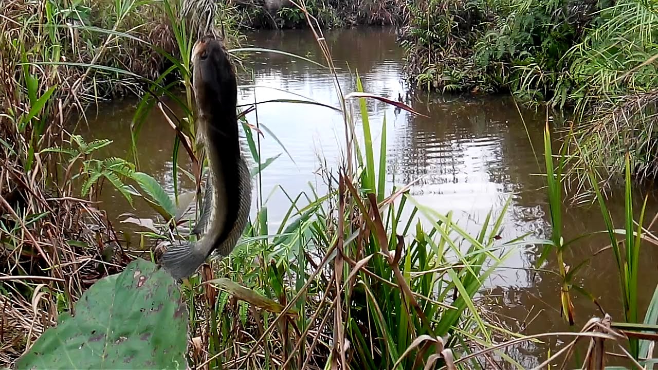 Jump Frog Handmade | Strike Snakehead