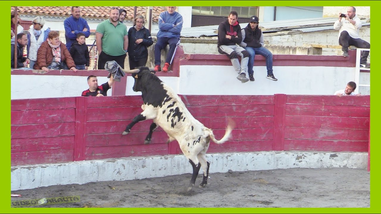 RADA ( NAVARRA ) TARDE VACAS CALLE Y PLAZA ( SABADO 13 MAYO 2023 ) GANAD.HNOS GRACIA BLASCO